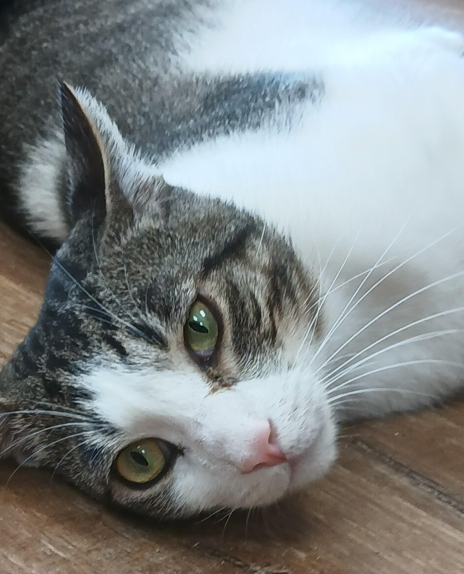 Milo