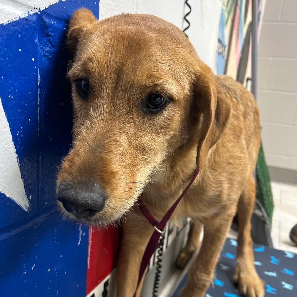 Jasmine The Airedale Mix thumbnail 2