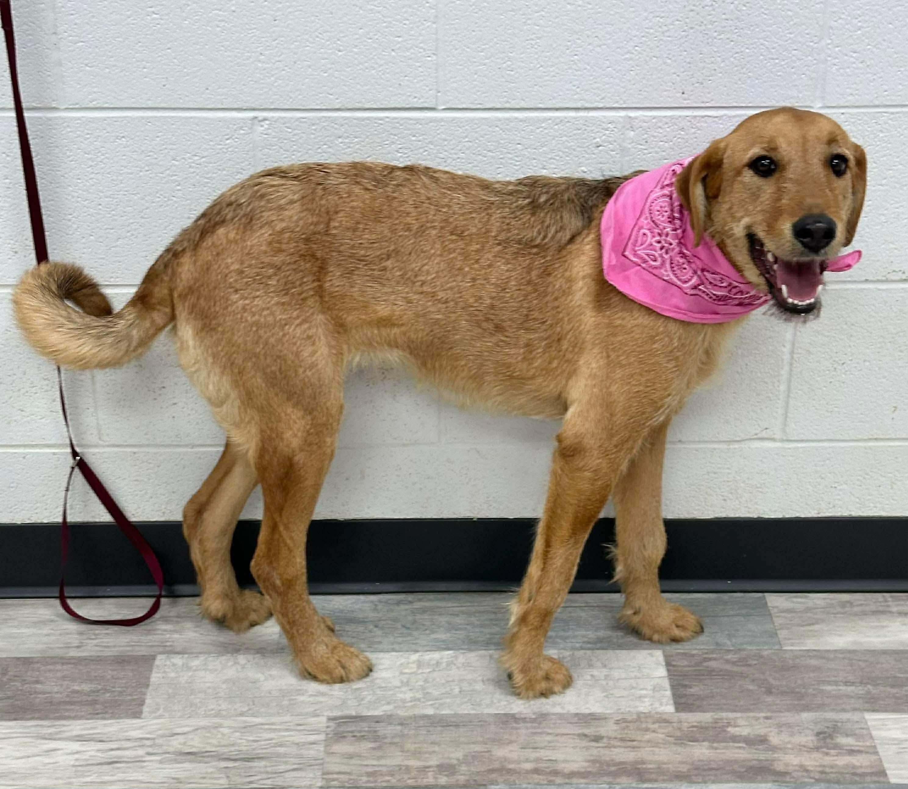 Jasmine The Airedale Mix