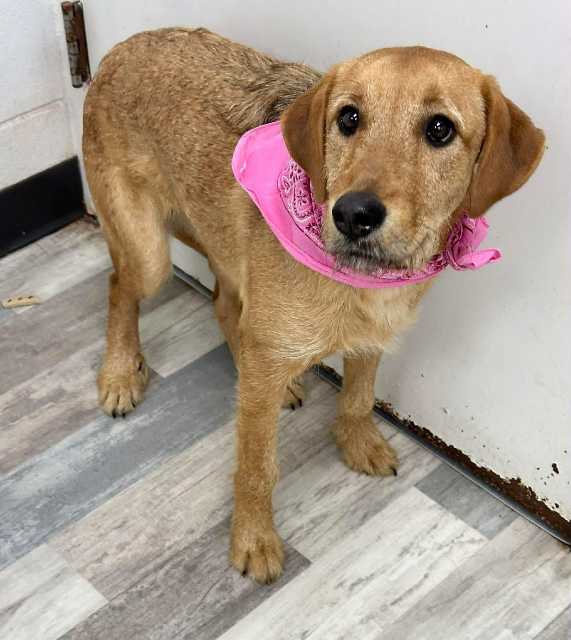 Jasmine The Airedale Mix thumbnail 3