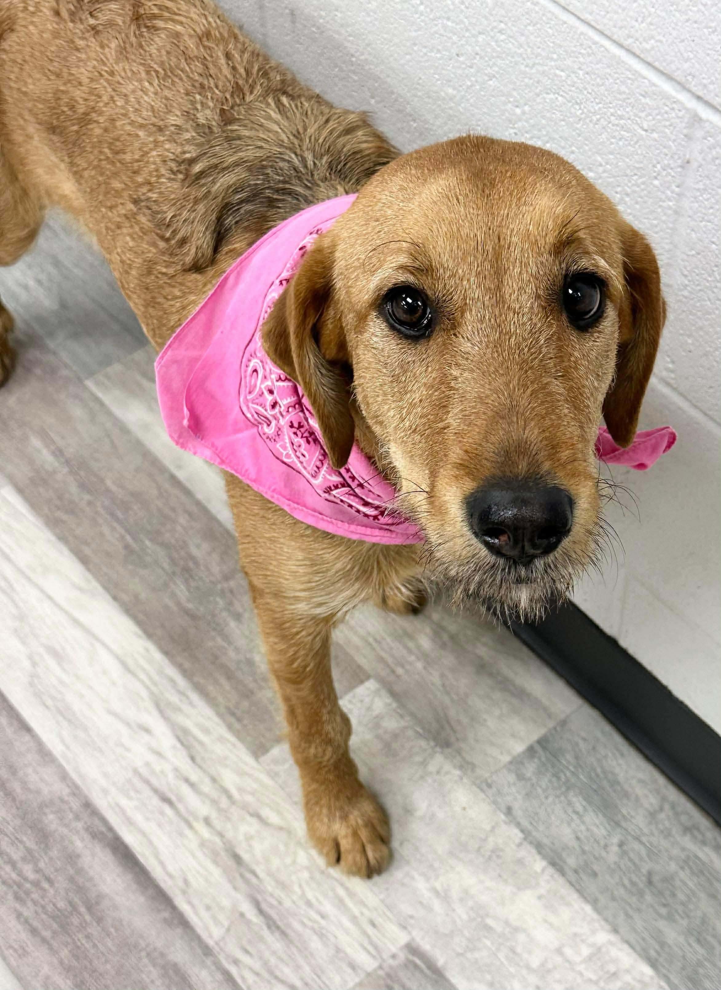 Jasmine The Airedale Mix thumbnail 4