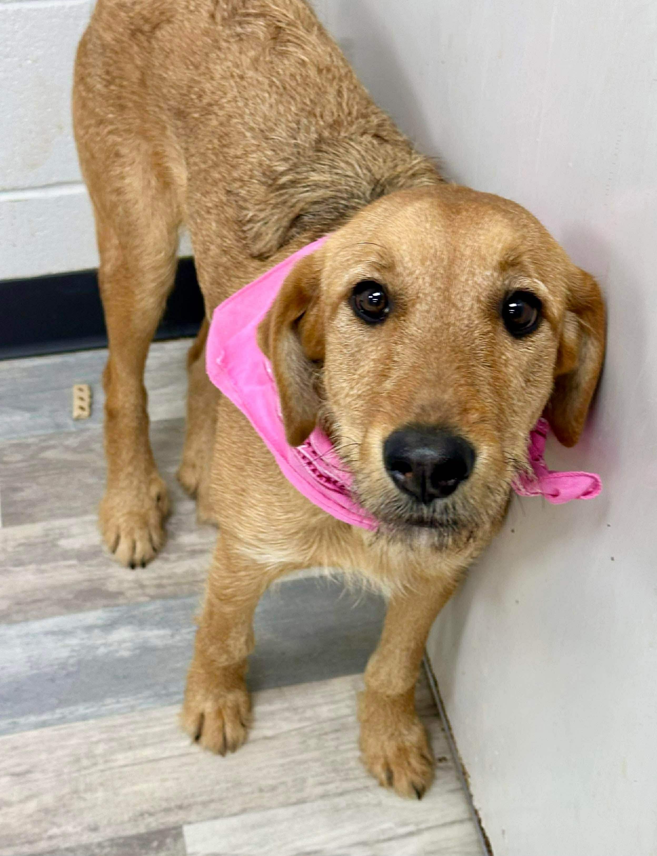 Jasmine The Airedale Mix thumbnail 5