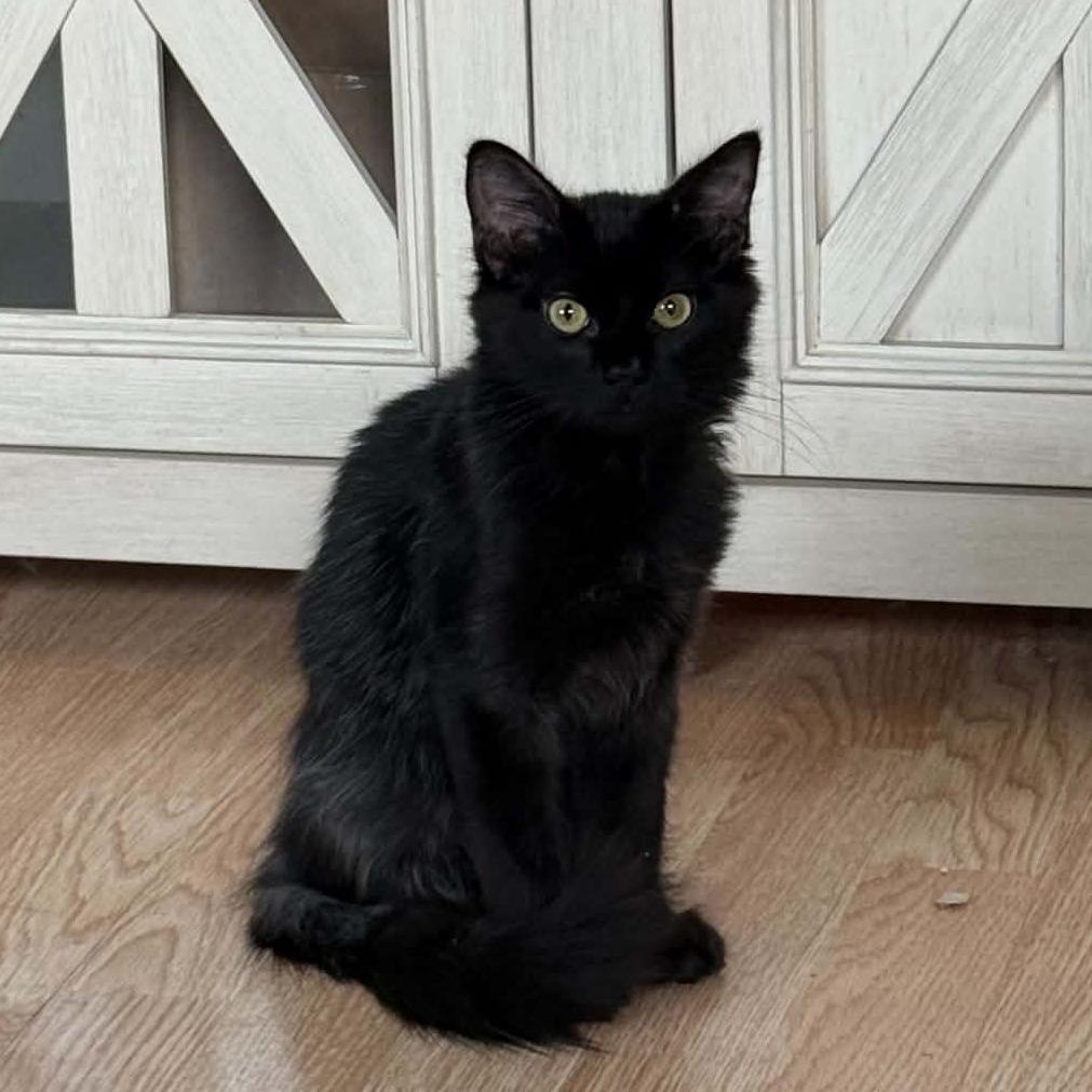 Dusk, Adoptable, Kitten Male Domestic Medium Hair.
