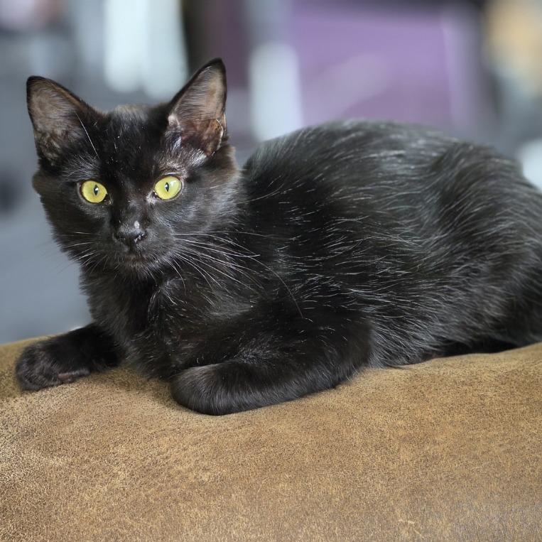 Enlarge Dusk, a Adoptable Domestic Medium Hair in Alma, WI image 2/4