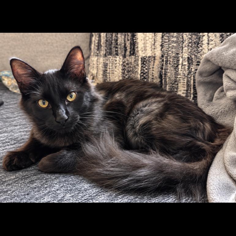Dusk, Adoptable, Kitten Male Domestic Medium Hair.