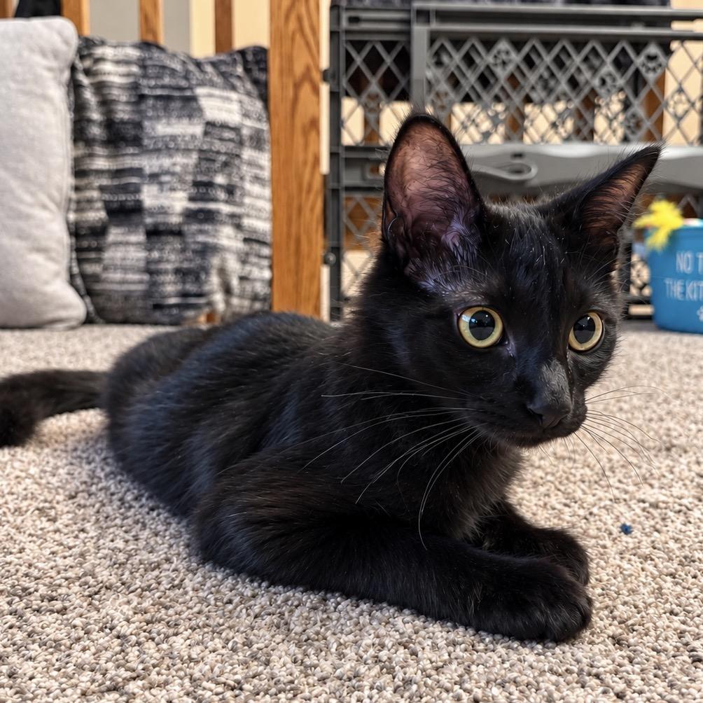Enlarge Dusk, a Adoptable Domestic Medium Hair in Alma, WI image 3/4