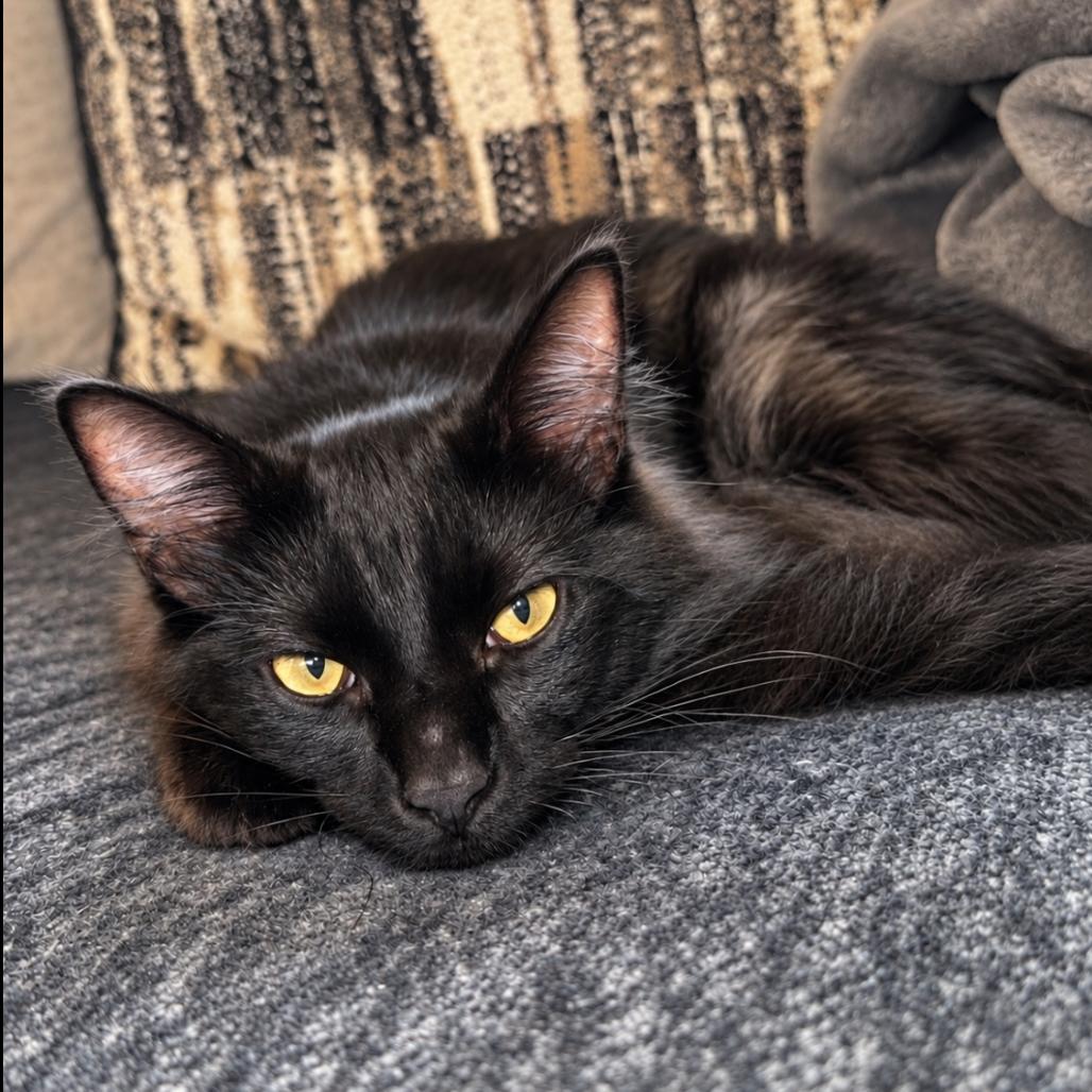 Enlarge Dusk, a Adoptable Domestic Medium Hair in Alma, WI image 3/5