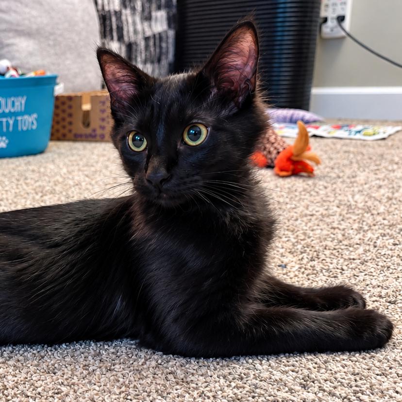 Enlarge Dusk, a Adoptable Domestic Medium Hair in Alma, WI image 4/4