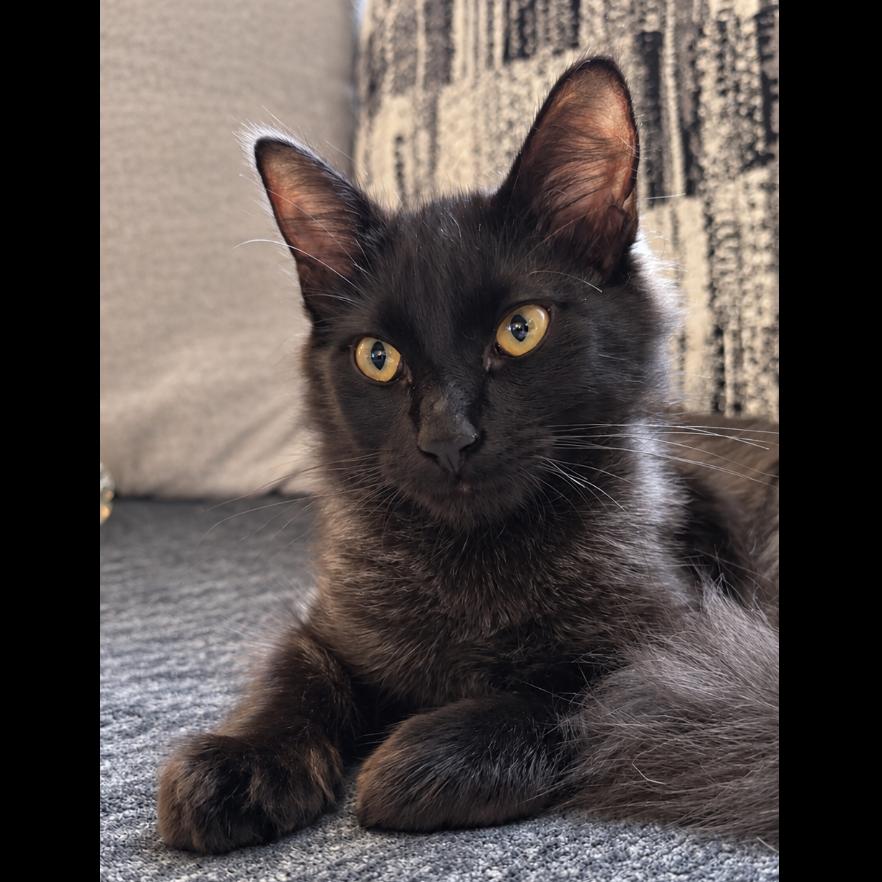 Enlarge Dusk, a Adoptable Domestic Medium Hair in Alma, WI image 5/5