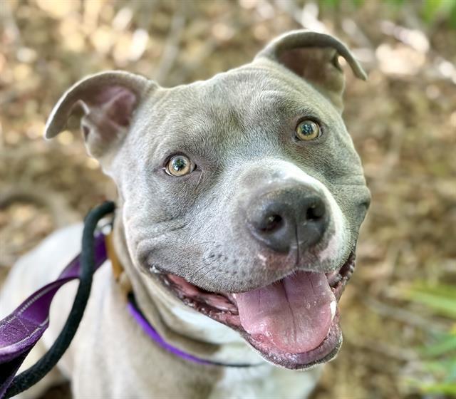 Enlarge ZERO, a Adoptable Pit Bull Terrier in Tucson, AZ image 1/1