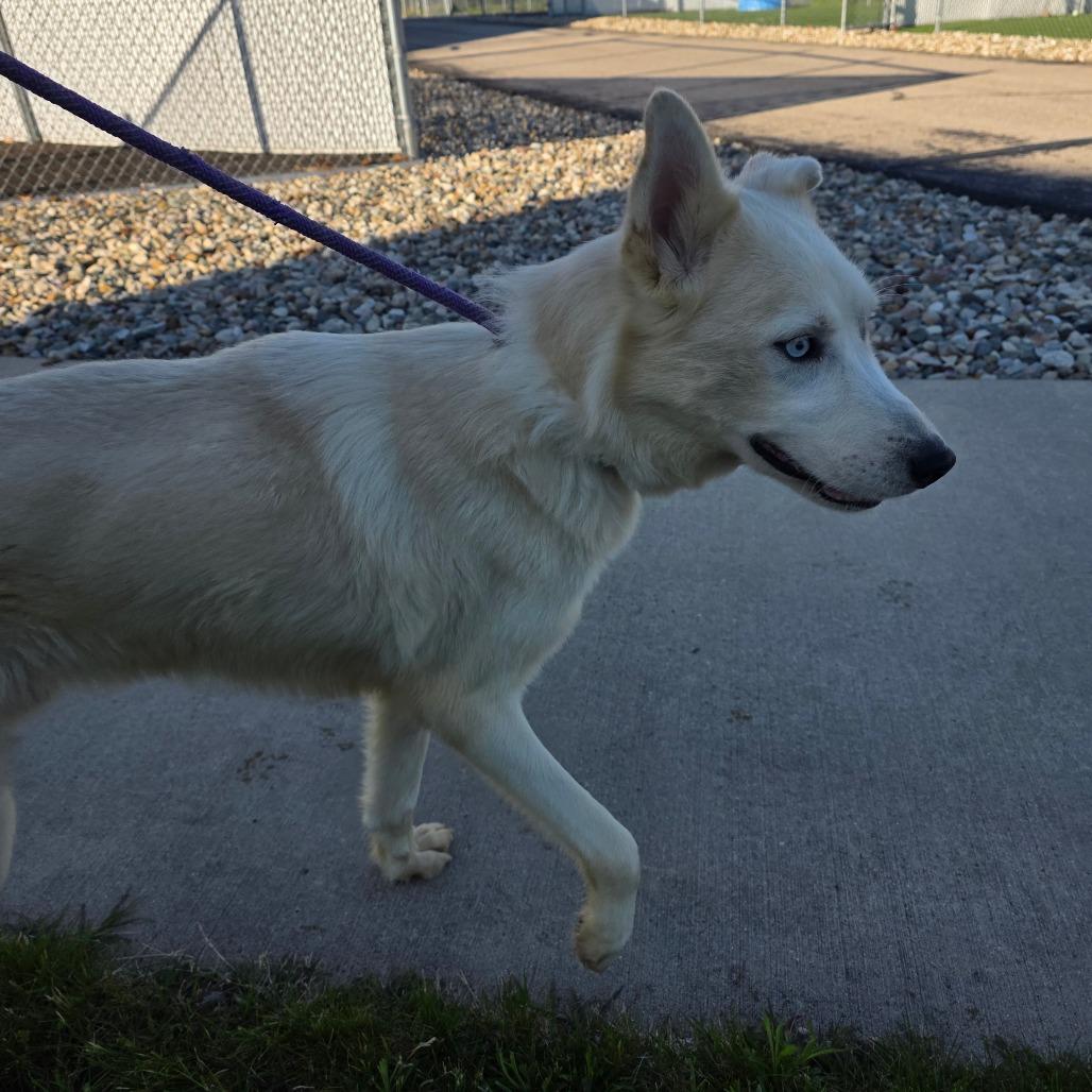 Avalanche, Adoptable, Adult Male Shepherd & Husky.