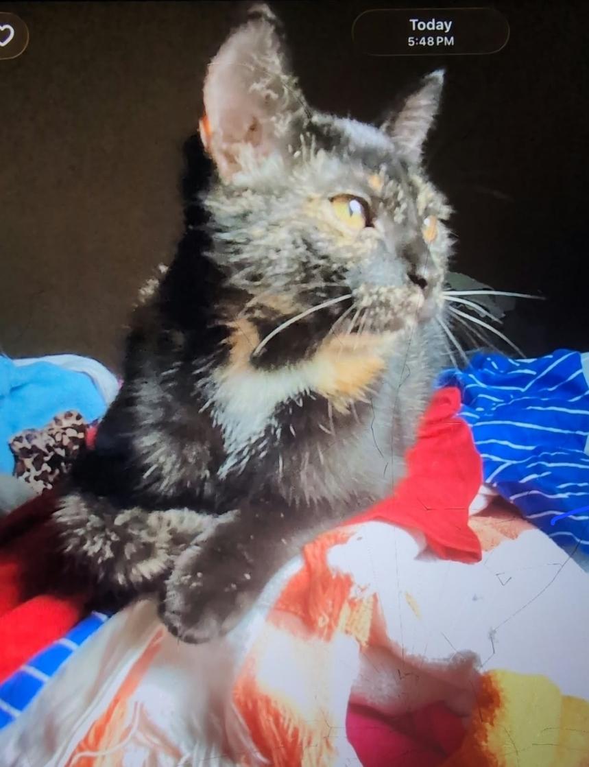 Enlarge Soy Sauce, a Adoptable Tortoiseshell in Claridge, PA image 3/4