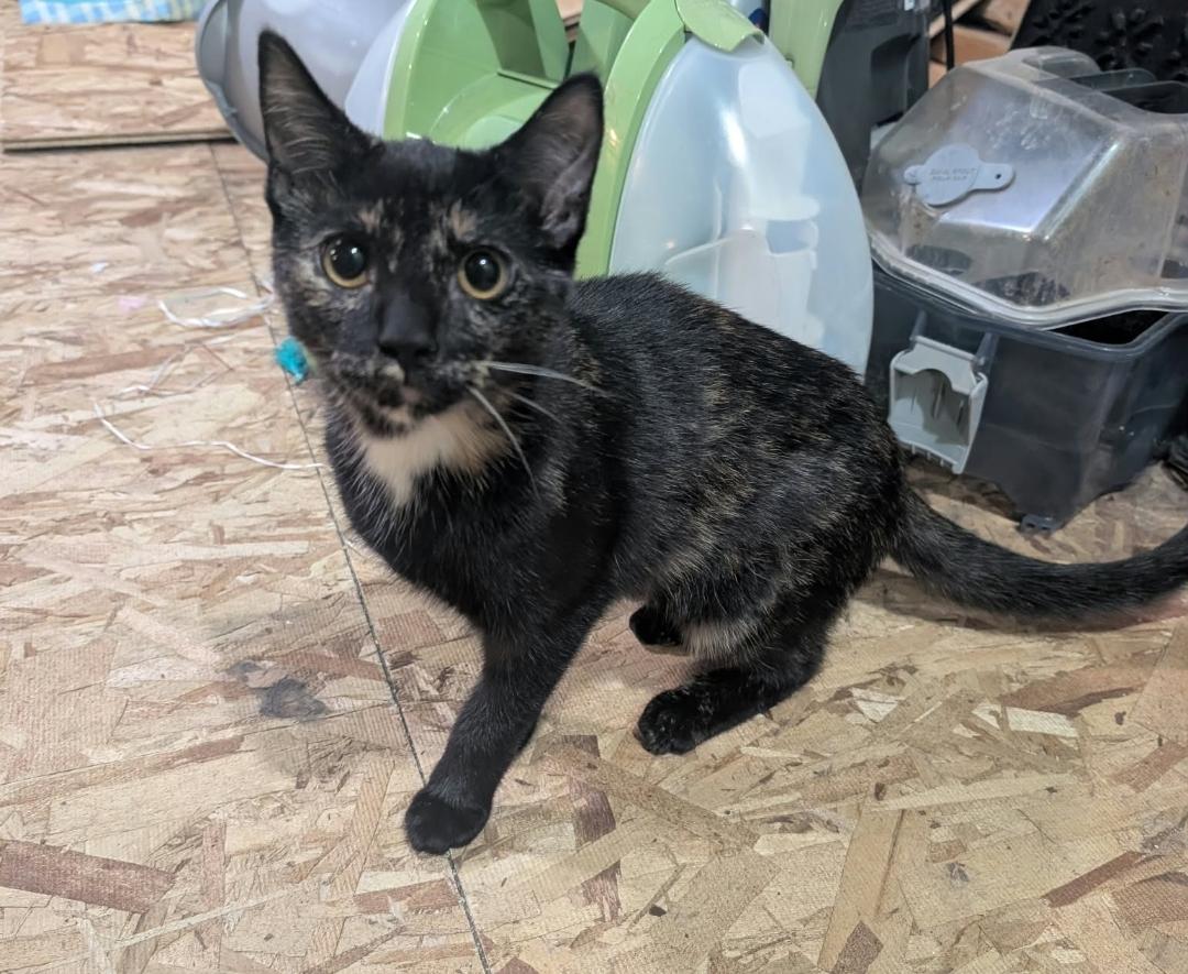 Enlarge Soy Sauce, a Adoptable Tortoiseshell in Claridge, PA image 2/4