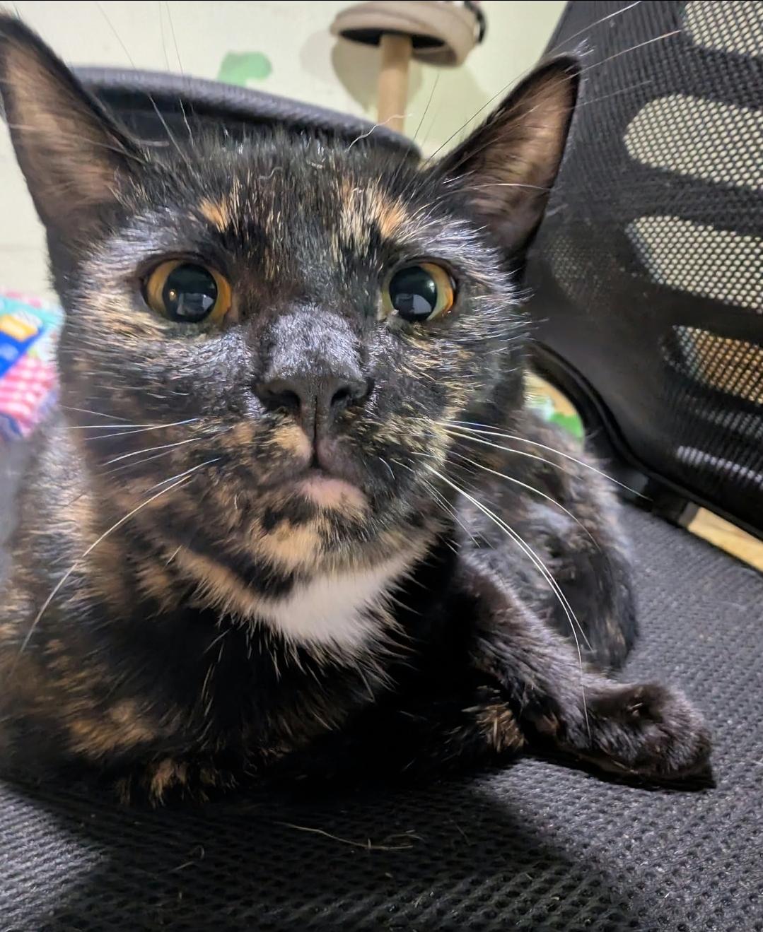 Soy Sauce, Adoptable, Young Female Tortoiseshell.