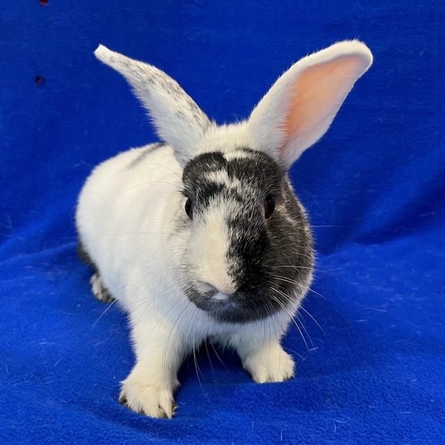 Karleen, Adoptable, Adult Female Harlequin.