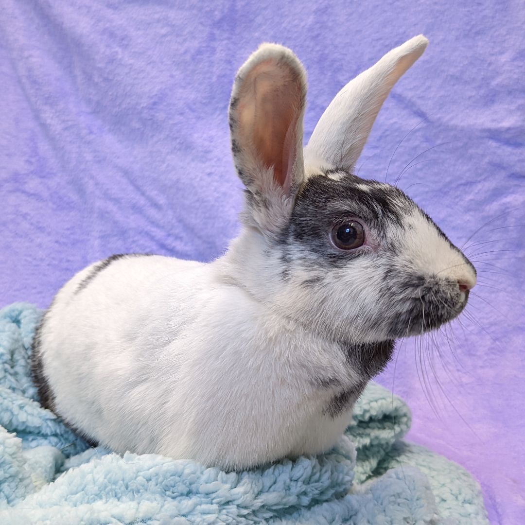 Enlarge Karleen, a Adoptable mixed breed in Erie, PA image 2/11