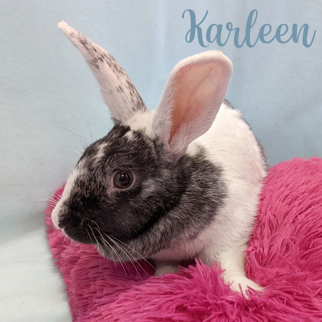 Enlarge Karleen, a Adoptable mixed breed in Erie, PA image 3/11