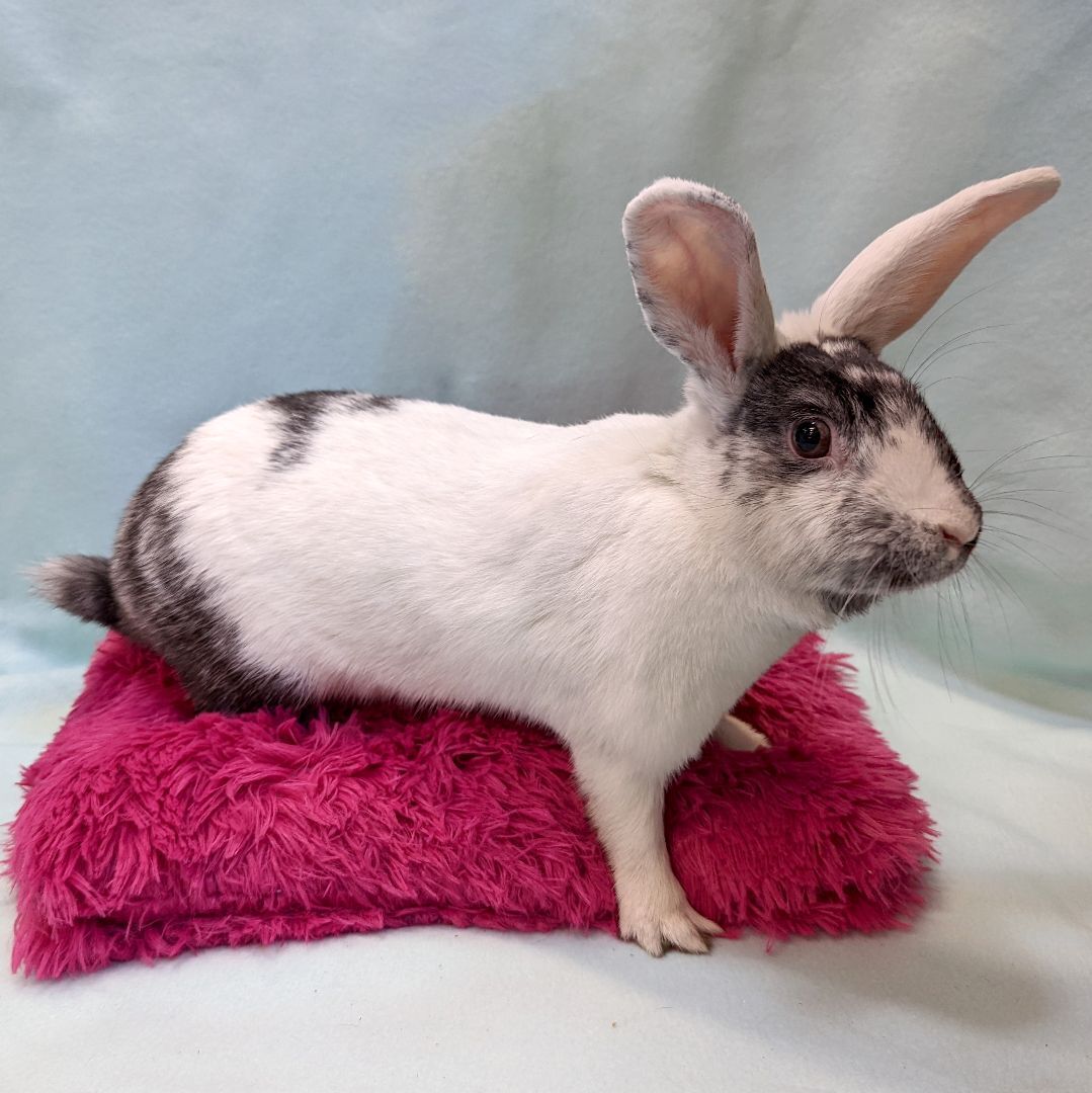 Enlarge Karleen, a Adoptable mixed breed in Erie, PA image 4/11