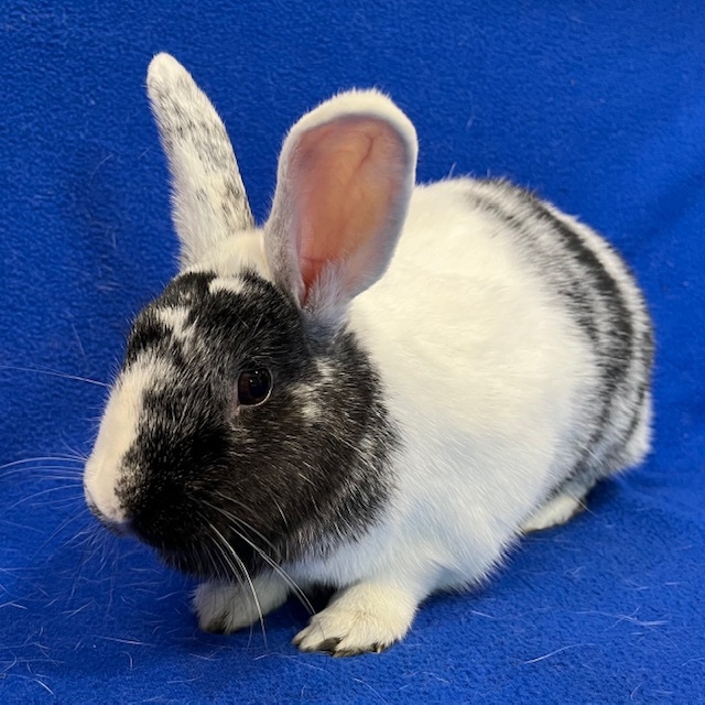 Enlarge Karleen, a Adoptable mixed breed in Erie, PA image 5/11