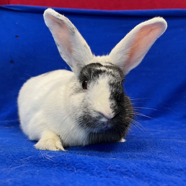 Enlarge Karleen, a Adoptable mixed breed in Erie, PA image 6/11