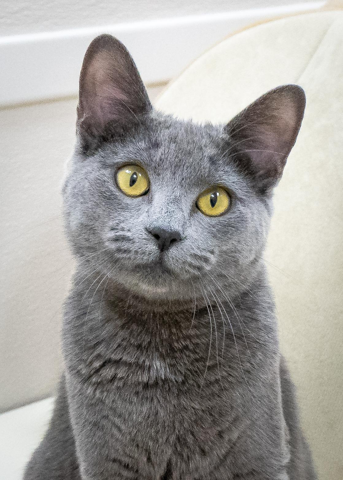 Enlarge Misty, an adopted Domestic Short Hair in Tulsa, OK image 1/1