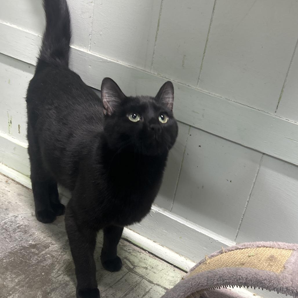 Glasha, Adoptable, Young Male Domestic Long Hair.