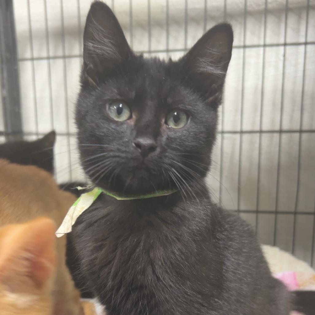 Enlarge Glasha, a Adoptable Domestic Long Hair in Clanton, AL image 1/1