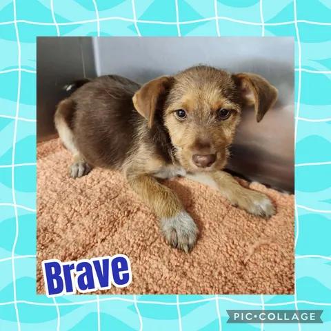 Brave, Adoptable, Puppy Male Miniature Poodle & Miniature Schnauzer.