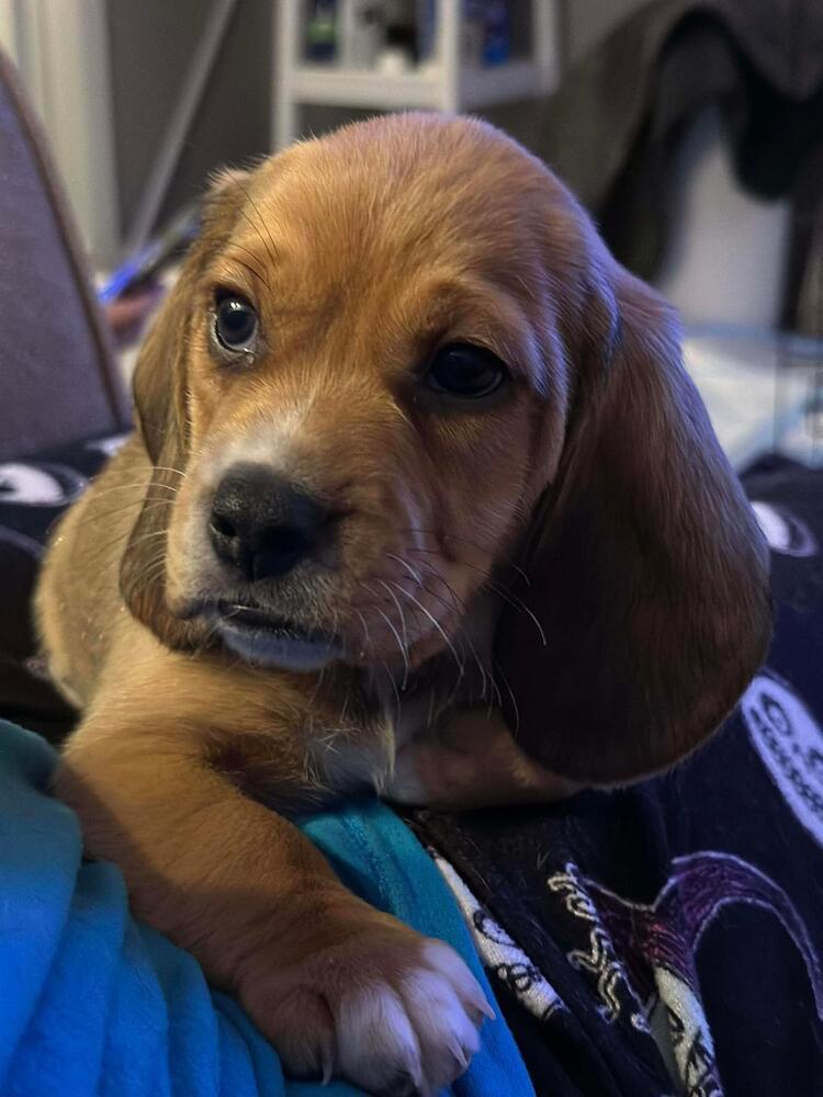 Oakley - Fostered in Omaha, Adoptable, Puppy Male Beagle.
