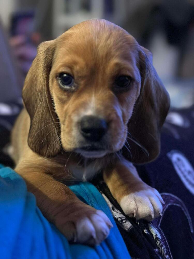 Enlarge Oakley - Fostered in Omaha, a Adoptable Beagle in Shawnee Mission, KS image 2/2