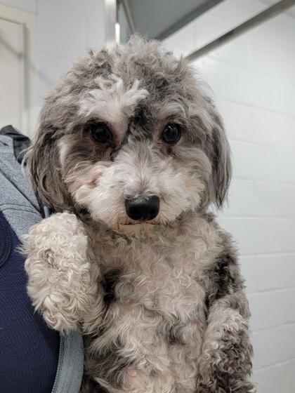 Ophelia, Adoptable, Adult Female Havanese & Mixed Breed.