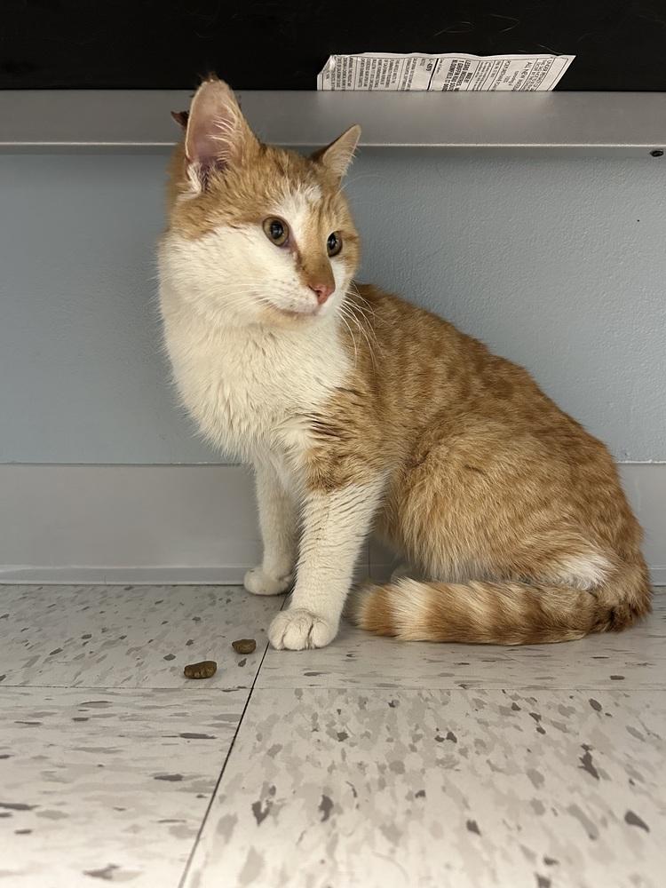 Enlarge Greg, a Adoptable Domestic Short Hair in East hartford, CT image 3/4