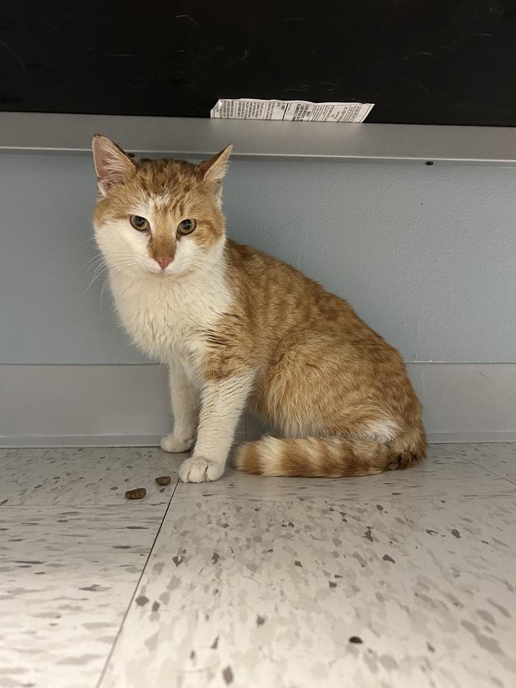 Enlarge Greg, a Adoptable Domestic Short Hair in East hartford, CT image 4/4