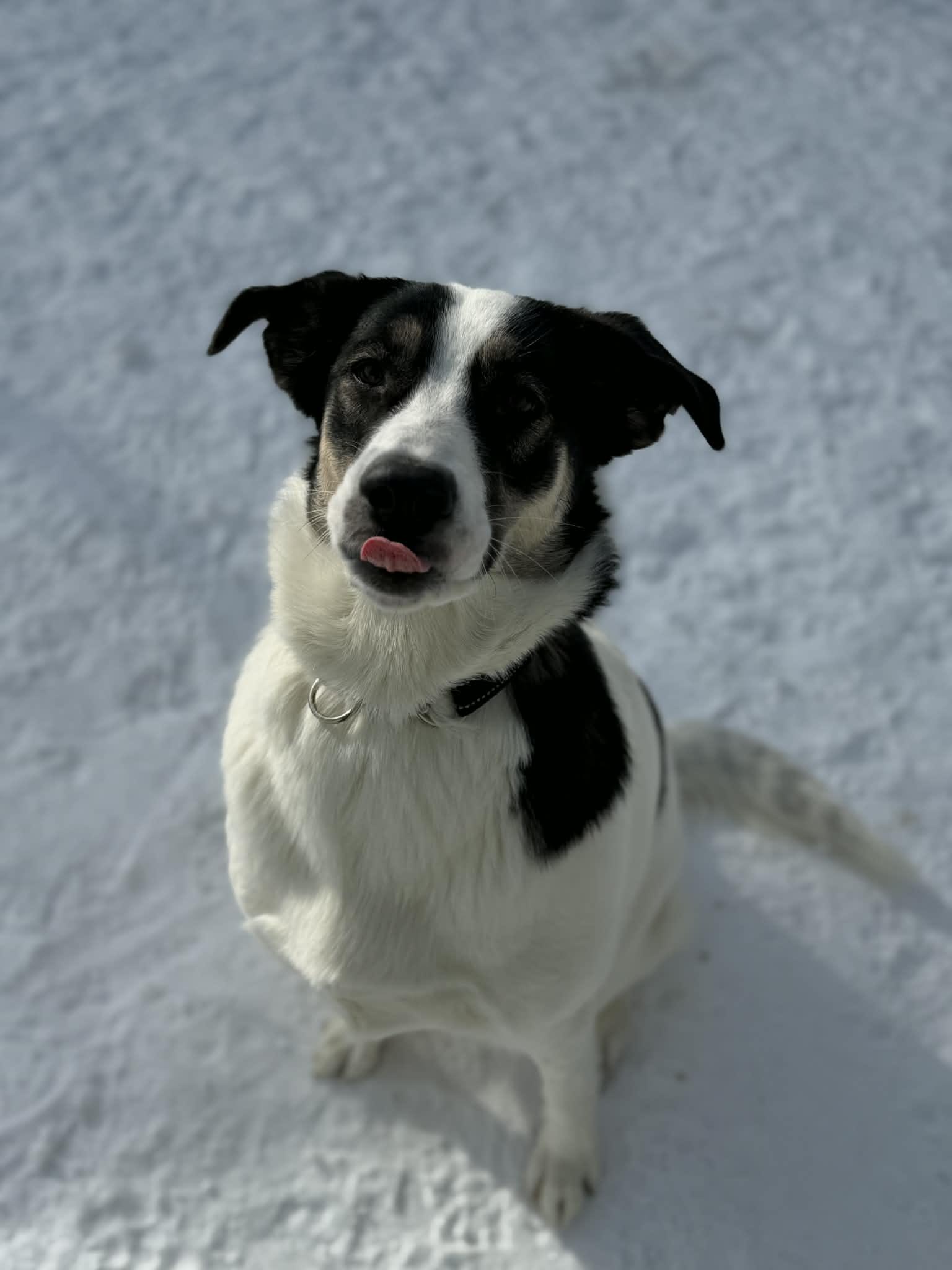 Enlarge Jet, a ADOPTABLE mixed breed in Delson, QC image 1/1
