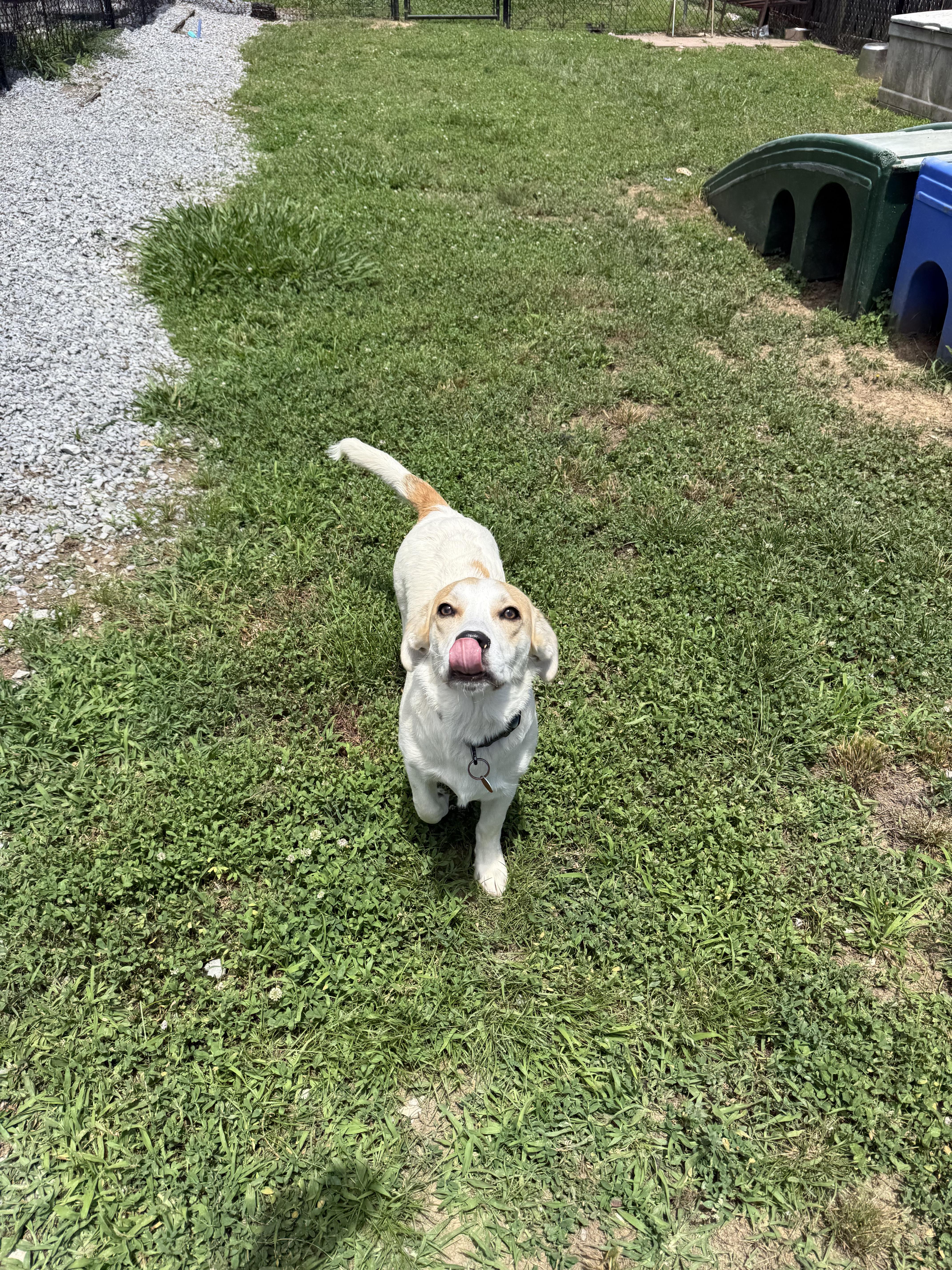 Toby, adopted, Young Male Labrador Retriever.