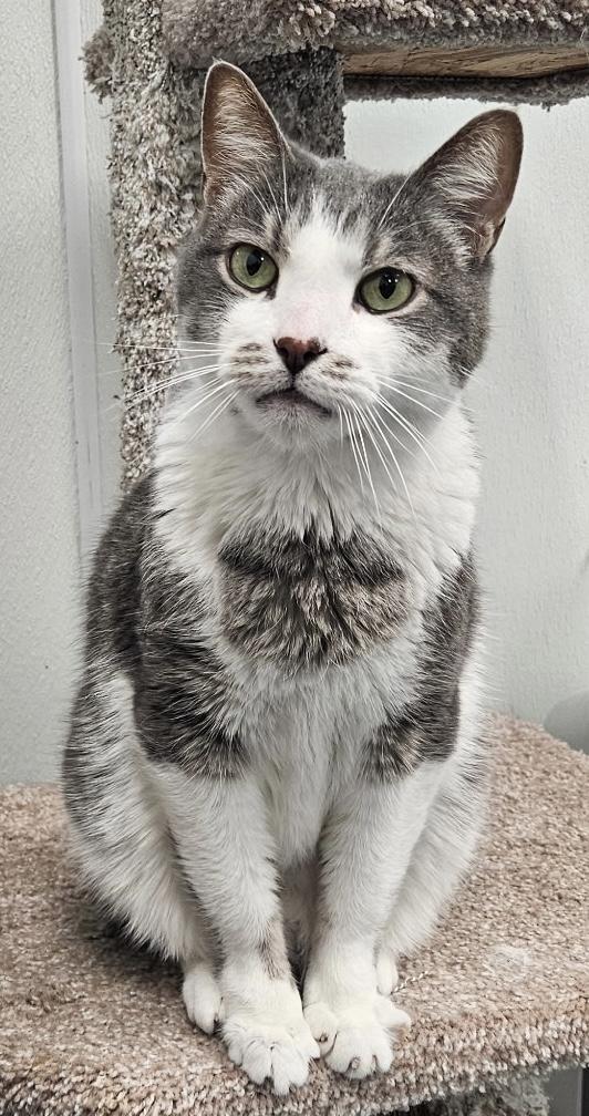 Levi, a ADOPTABLE Domestic Short Hair in Crystal Lake, IL image 1/6