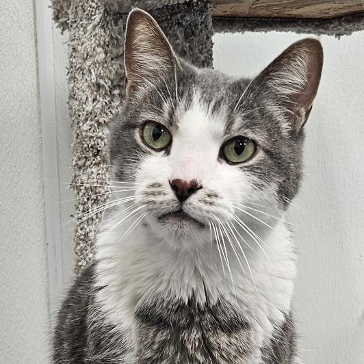 Levi, a ADOPTABLE Domestic Short Hair in Crystal Lake, IL image 1/6