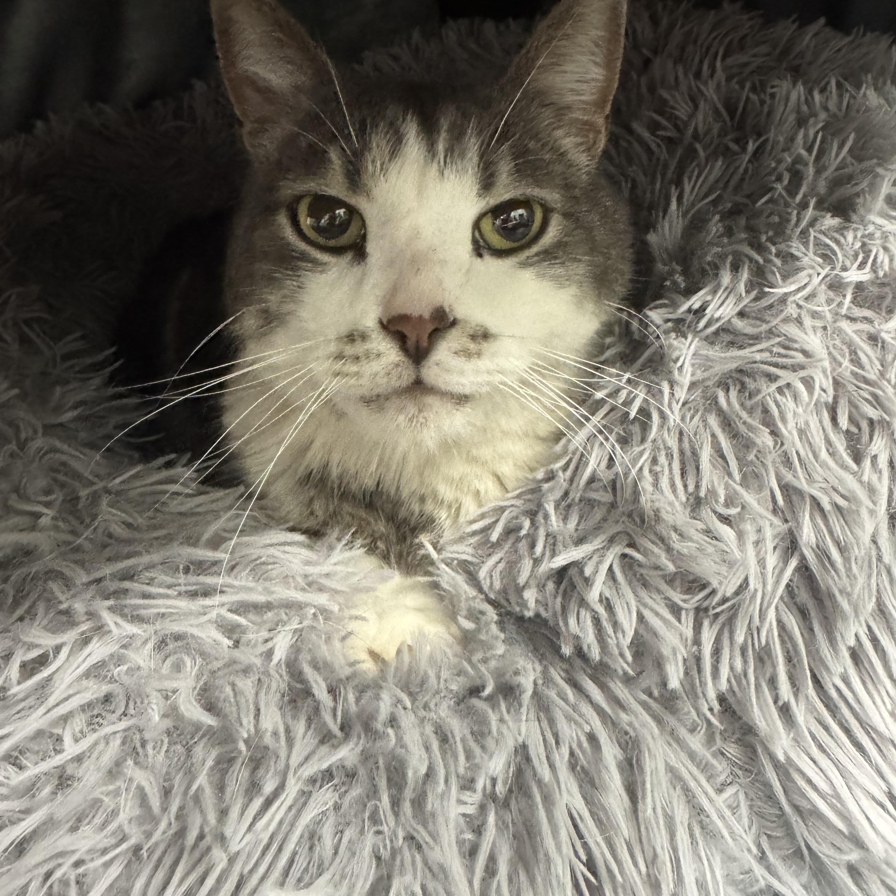 Levi, a ADOPTABLE Domestic Short Hair in Crystal Lake, IL image 2/6