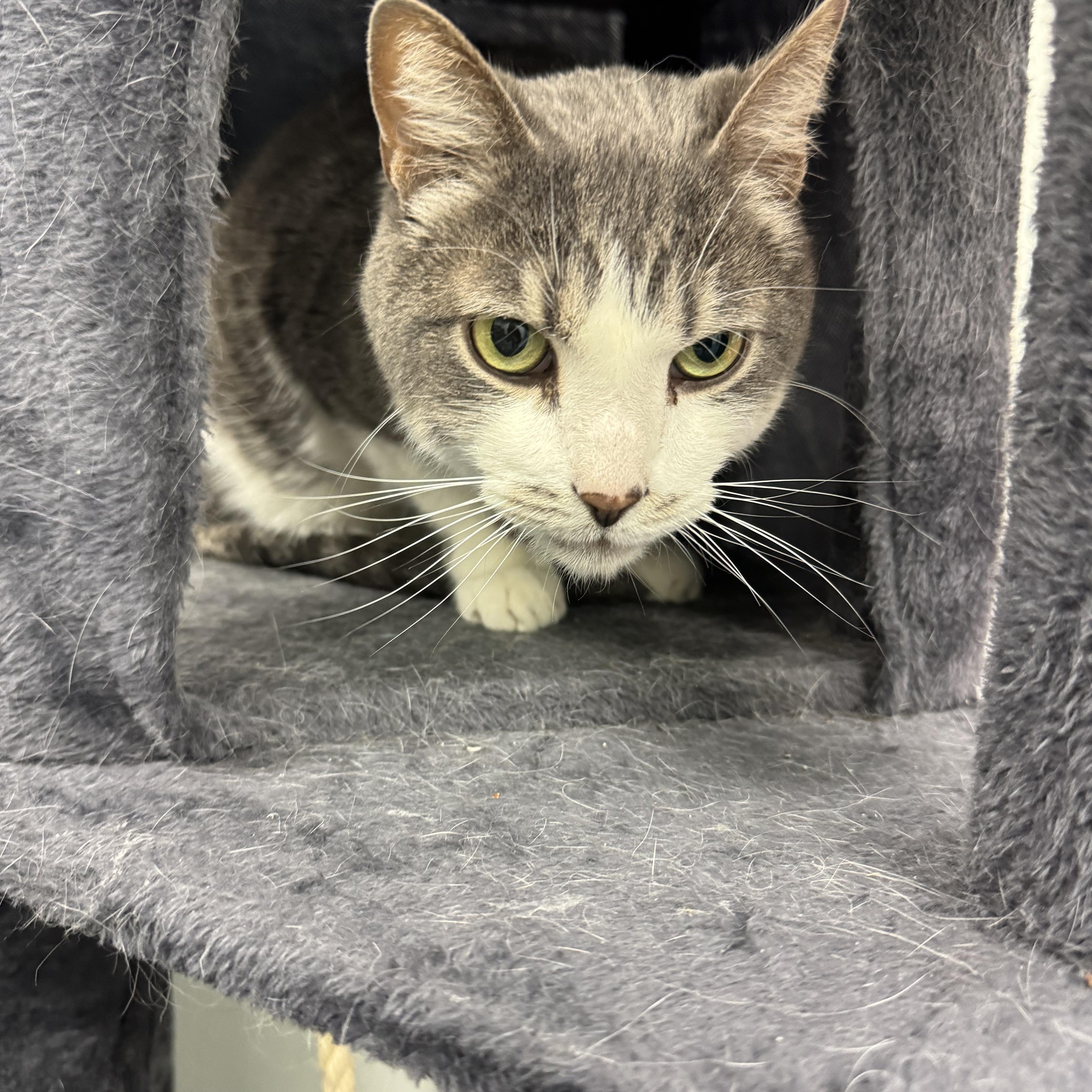 Levi, a ADOPTABLE Domestic Short Hair in Crystal Lake, IL image 4/6