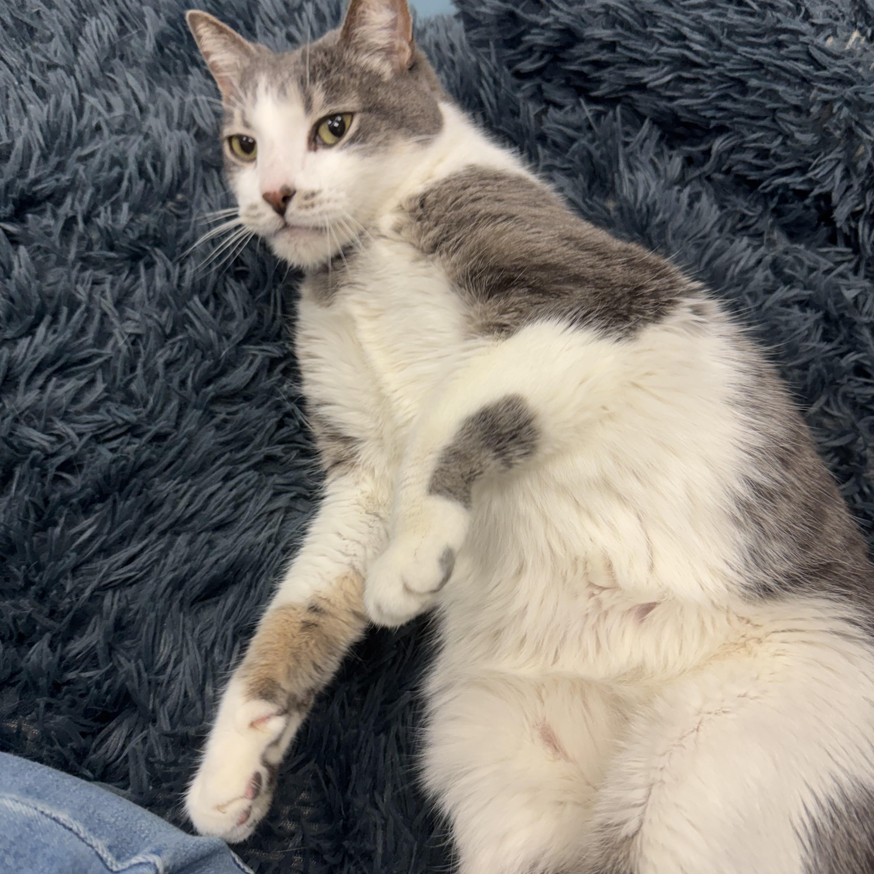 Levi, a ADOPTABLE Domestic Short Hair in Crystal Lake, IL image 5/6