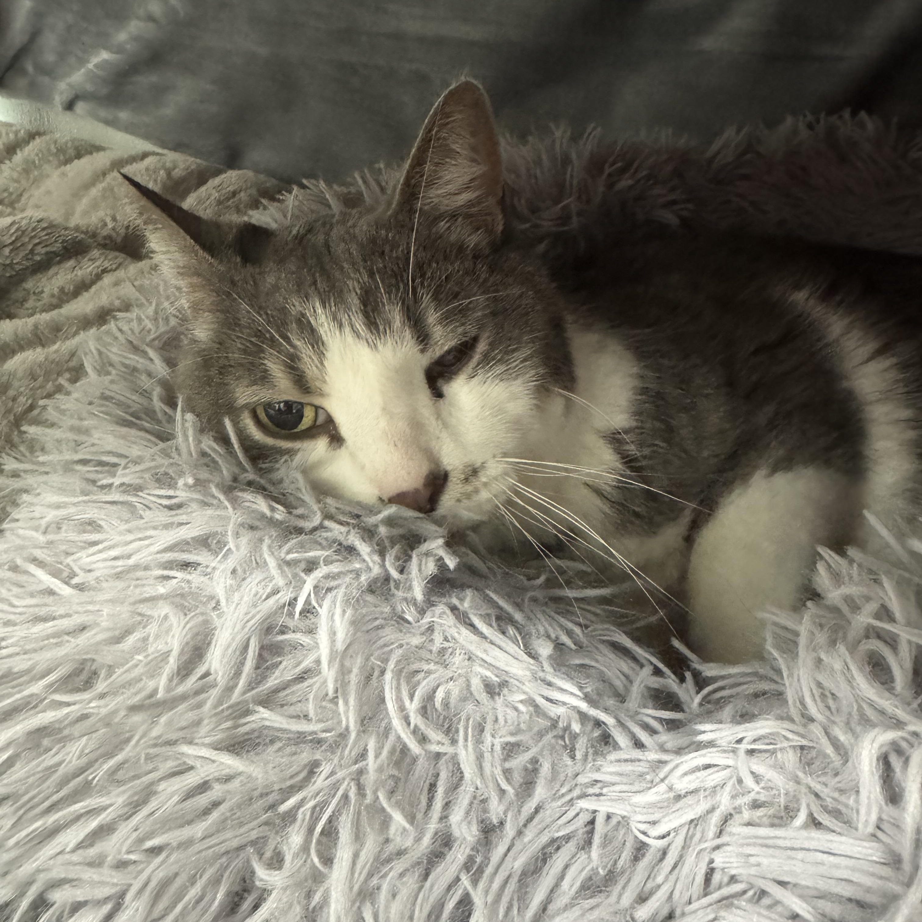Levi, a ADOPTABLE Domestic Short Hair in Crystal Lake, IL image 3/6