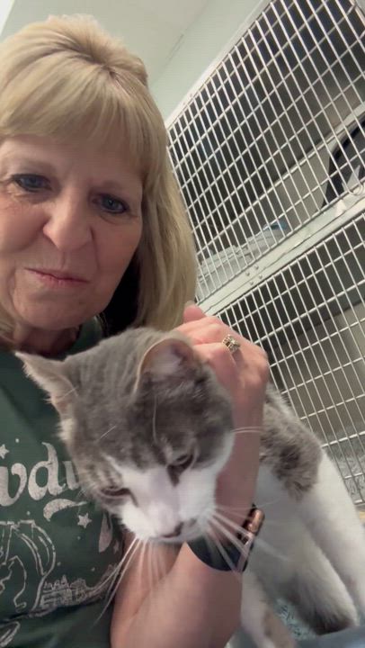 Enlarge Levi, a ADOPTABLE Domestic Short Hair in Crystal Lake, IL video 6/6