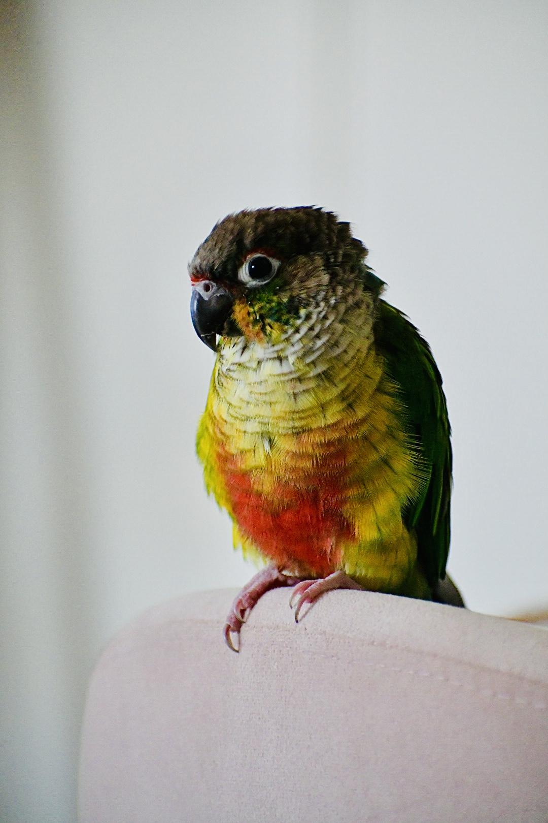Margot (Anchorage), Adoptable, Adult Unknown Conure.