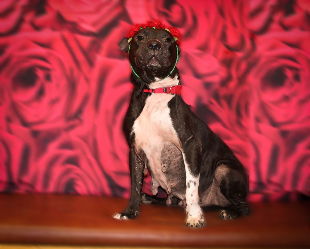 Enlarge Elsa, a Adopted Pit Bull Terrier in Bowdoin, ME image 1/12