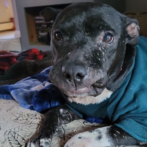 Enlarge Elsa, a Adopted Pit Bull Terrier in Bowdoin, ME image 2/12