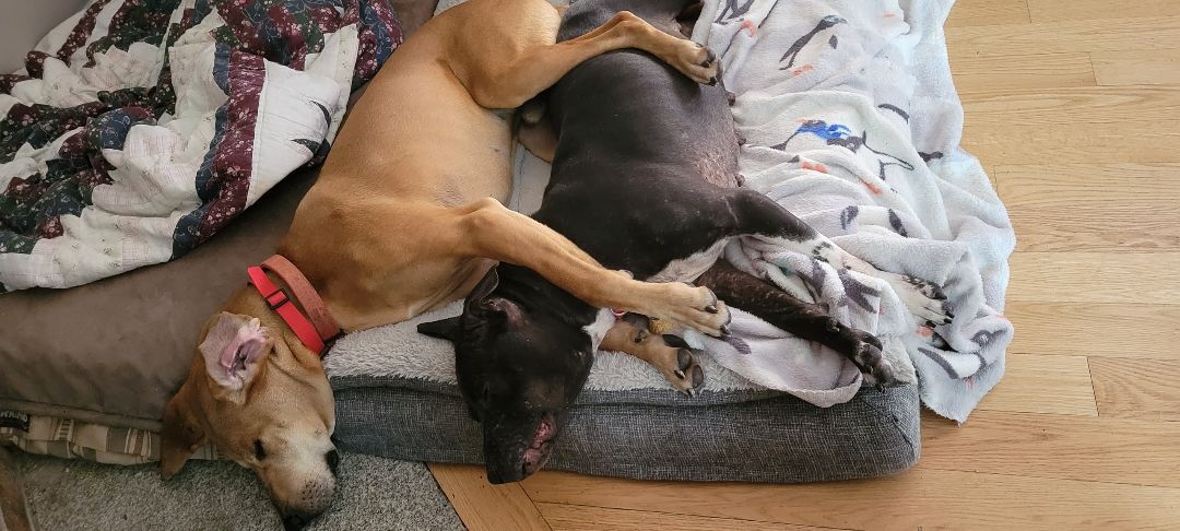 Enlarge Elsa, a Adopted Pit Bull Terrier in Bowdoin, ME image 3/12