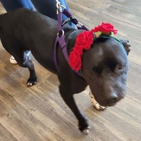 Enlarge Elsa, a Adopted Pit Bull Terrier in Bowdoin, ME image 4/12