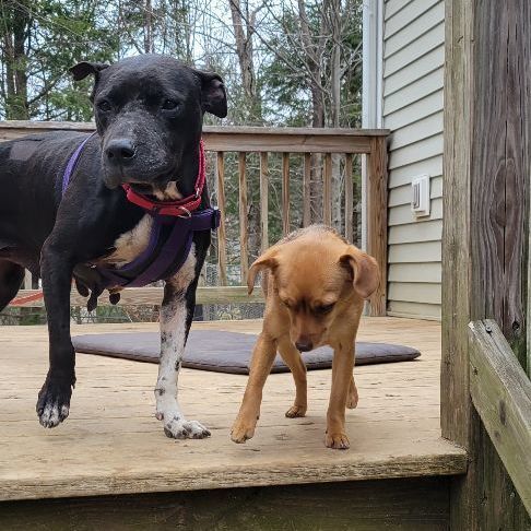 Enlarge Elsa, a Adopted Pit Bull Terrier in Bowdoin, ME image 5/12