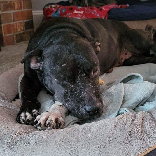 Enlarge Elsa, a Adopted Pit Bull Terrier in Bowdoin, ME image 6/12