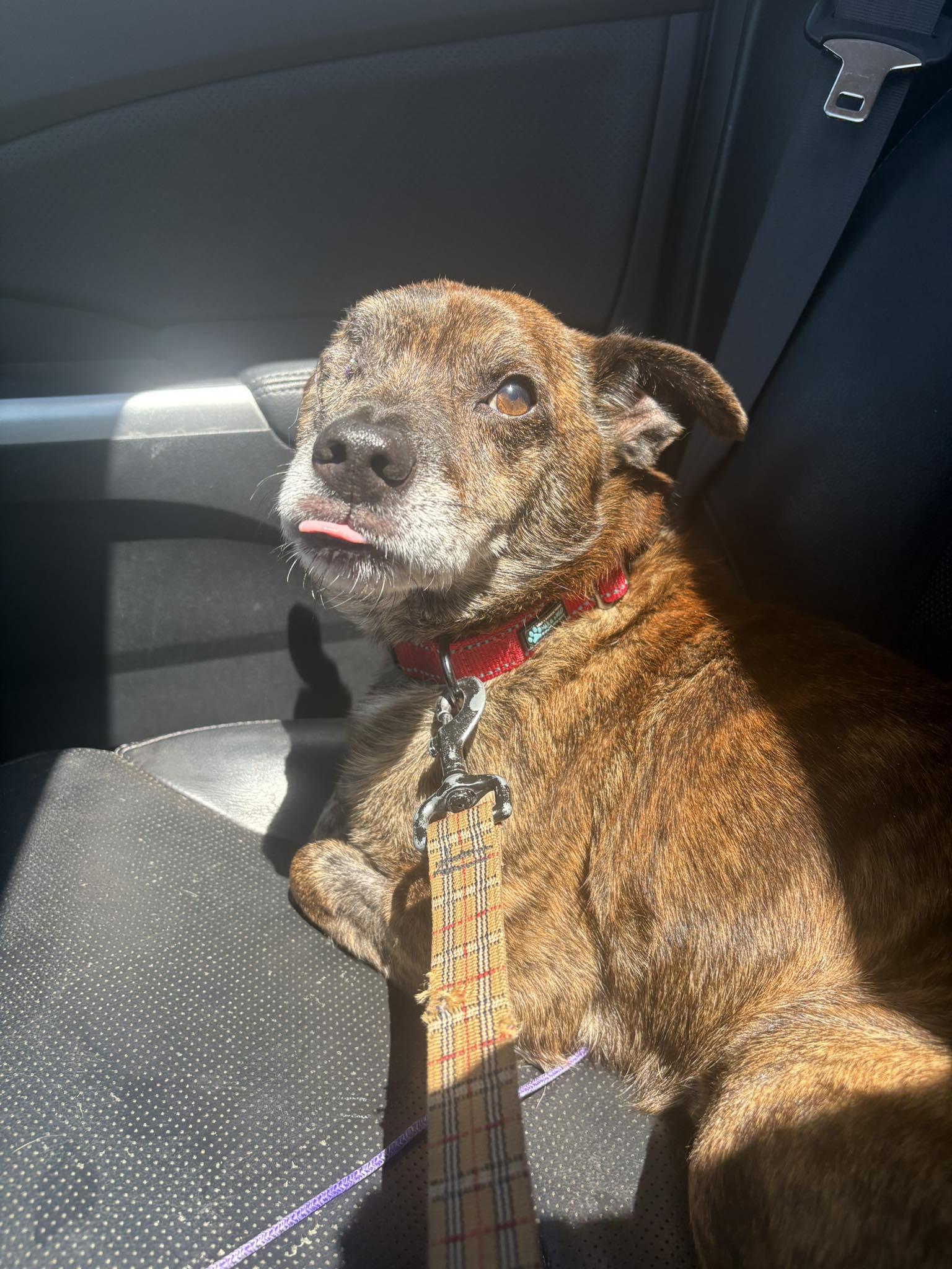 Hugo, an adopted mixed breed in Minneapolis, MN image 1/6